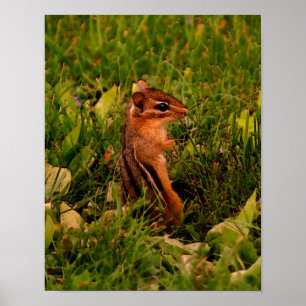 Poster Baby Chipmunk Faune Art animal