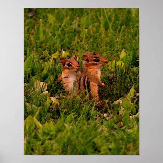 Poster Baby Chipmunks Faune Animal Art (Devant)