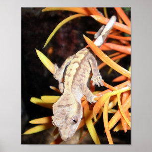 Poster Baby Crested Gecko Imprimer/Poster