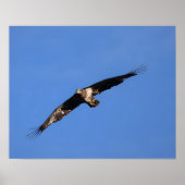 Poster Baby eagle! (Devant)