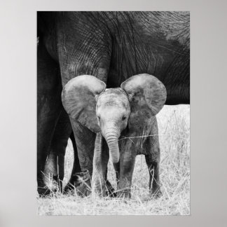 Poster Baby Elephant Black and White Wildlife