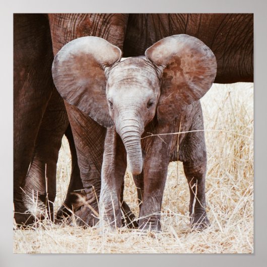 Poster Baby Elephant mignon Eléphant africain avec maman (Devant)