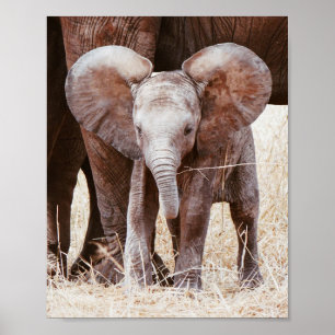 Poster Baby Elephant mignon Eléphant africain avec maman