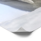 Poster Baby Empereur Penguin, île de Snow Hill (Coin)