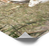 Poster Baby Giraffe (Coin)