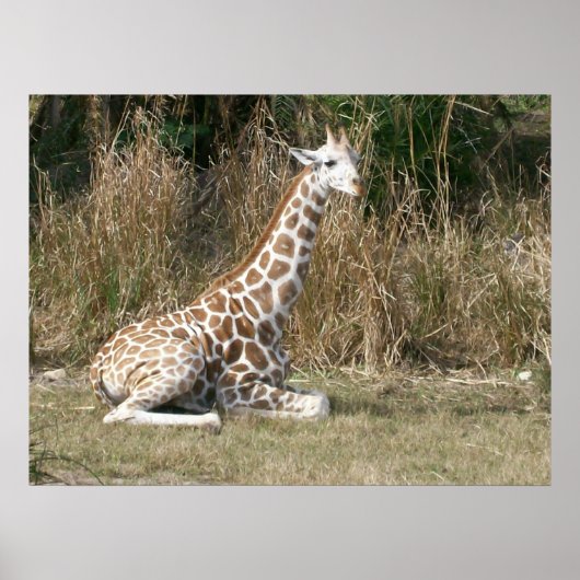 Poster Baby Giraffe (Devant)