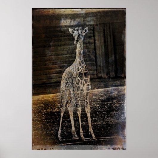 Poster Baby Giraffe (Devant)