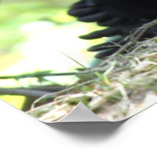 Poster Baby Gorilla (Coin)