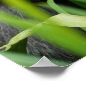 Poster Baby Gorilla (Coin)