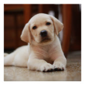 Poster Baby Jaune Labrador Chien chiot pondu sur le ventr (Devant)