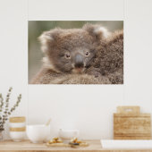 Poster Baby Koala (Cuisine)