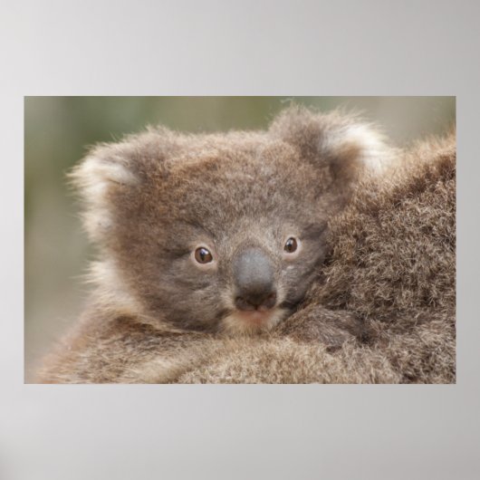 Poster Baby Koala (Devant)