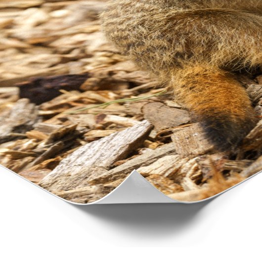 Poster Baby Meerkat (Coin)