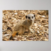 Poster Baby Meerkat (Devant)