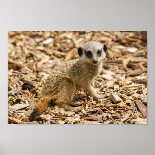 Poster Baby Meerkat (Devant)
