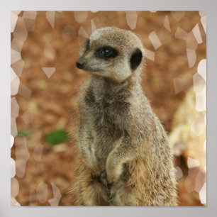 Poster Baby Meerkat Imprimer
