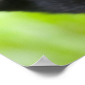 Poster Baby Mountain Gorilla Jouer dans la forêt tropical (Coin)