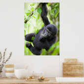 Poster Baby Mountain Gorilla Jouer dans la forêt tropical (Cuisine)