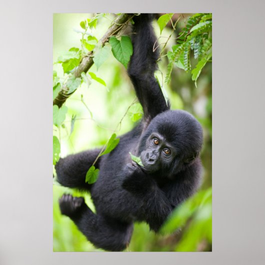 Poster Baby Mountain Gorilla Jouer dans la forêt tropical (Devant)