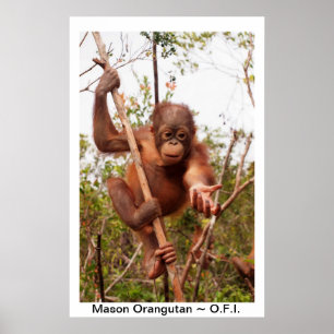 Poster Baby Orangutan Mason