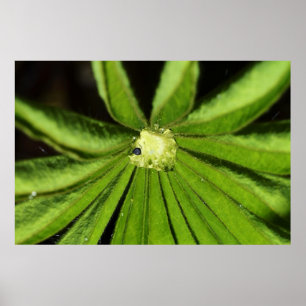 Poster Baby Palm Plante par Shirley Taylor