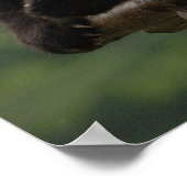 Poster Baby panda géant Ailuropoda melanoleuca) 4 (Coin)