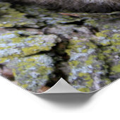 Poster Baby Raccoon (Coin)