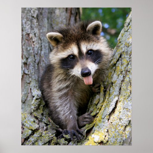 Poster Baby Raccoon (Devant)