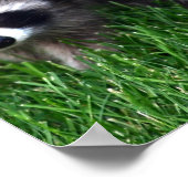 Poster Baby Raccoons (Coin)