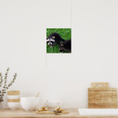 Poster Baby Raccoons (Cuisine)
