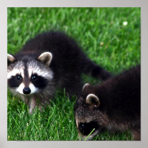 Poster Baby Raccoons