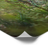 Poster Baby Red Fox (Coin)