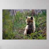 Poster Baby Red Fox (Devant)