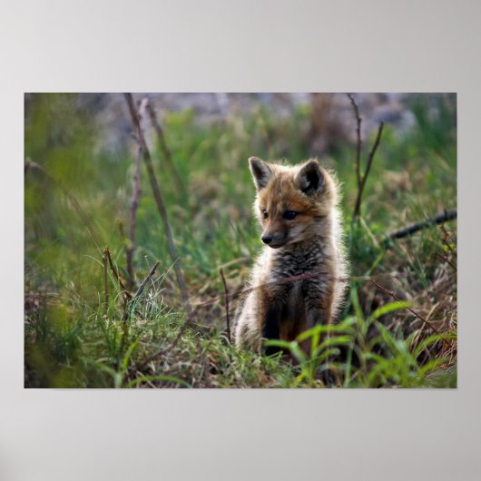 Poster Baby Red Fox (Devant)