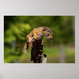 Poster Baby Red Squirrel