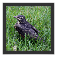 Baby Robin assis dans l'herbe Photographie