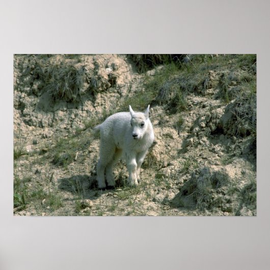 Poster Baby Rocky Mountain Chèvre (Devant)