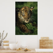Poster Baby Sumatran Tiger (Cuisine)