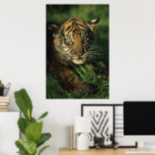 Poster Baby Sumatran Tiger (Bureau à domicile)