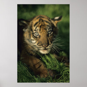 Poster Baby Sumatran Tiger