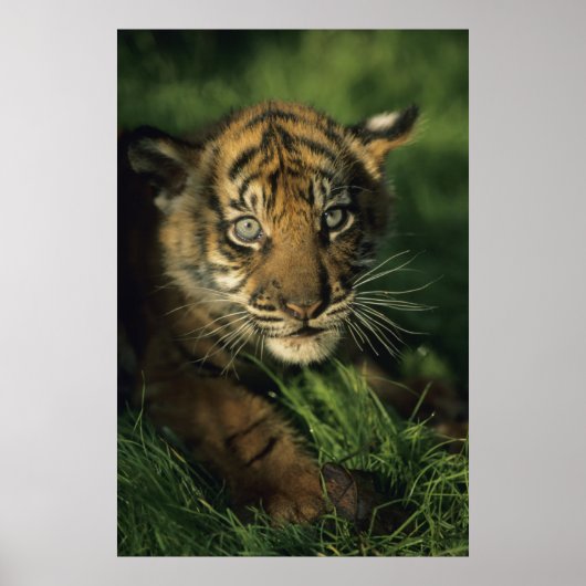 Poster Baby Sumatran Tiger (Devant)