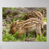 Poster Baby Wild Boar (Devant)