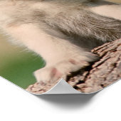 Poster Baby Wolves (Coin)