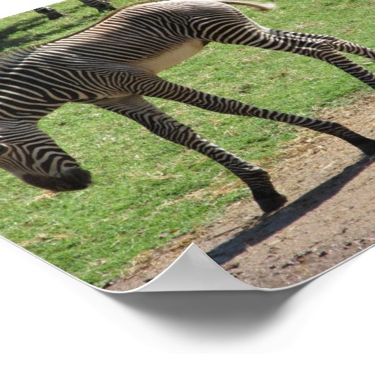 Poster Baby Zebra (Coin)