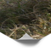 Poster Baby Zebra en Afrique (Coin)