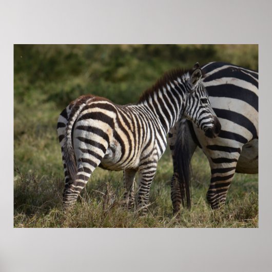 Poster Baby Zebra en Afrique (Devant)