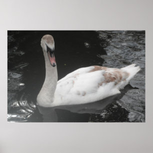 Poster Baby Zwemmen