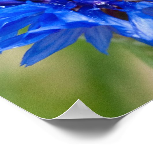 Poster Bachelor Bleu (Coin)