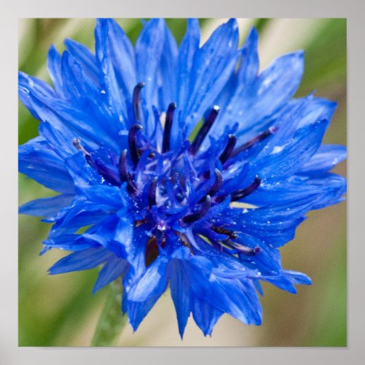 Poster Bachelor Bleu (Devant)