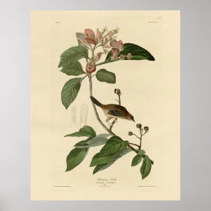 Poster Bachman's Finch (Sparrow) Audubon Birds of America